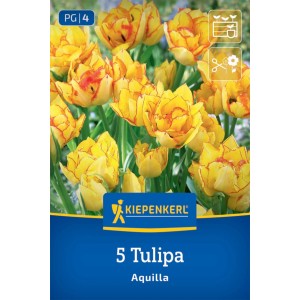 Kiepenkerl Tulpe Aquilla, mehrblütig, gelb-rote Blüten, ca. 60cm hoch.
