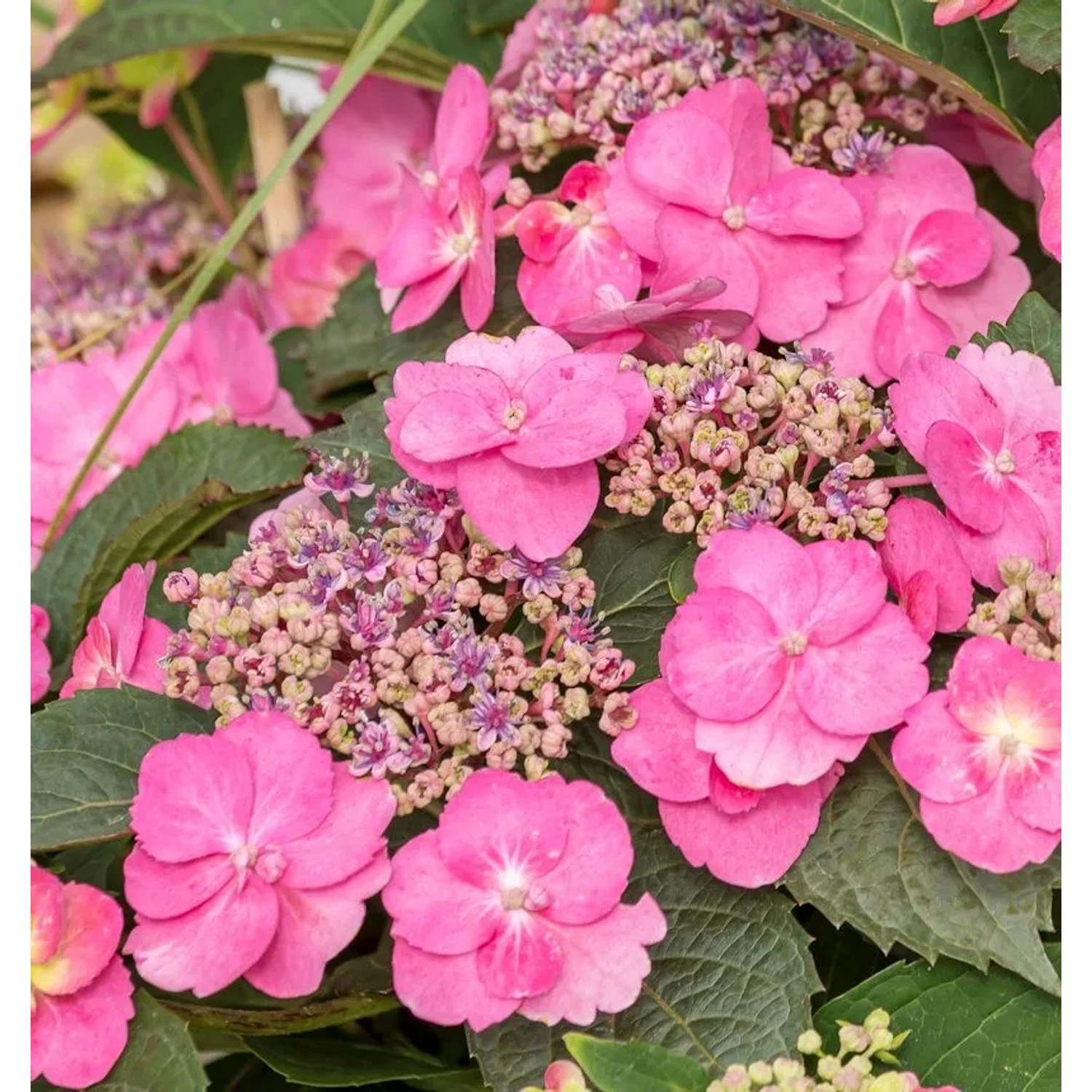 Berghortensie Pink Petticoat 40-60cm - Hydrangea serrata