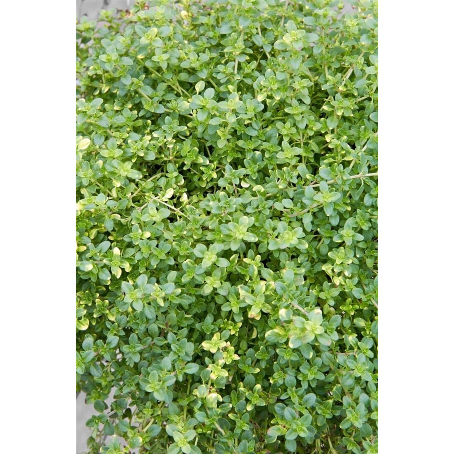 Thymus X Citriodorus Orange Scent Zitronenthymian Ca. 9x9 cm Topf günstig online kaufen