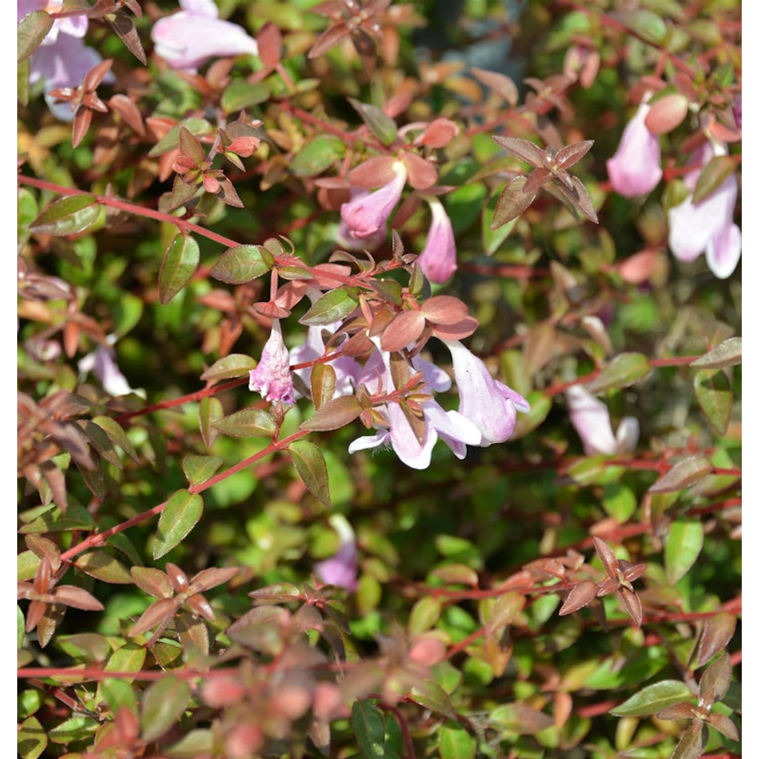 Großblumige Abelie Pinky Bells 30-40cm - Abelia grandiflora günstig online kaufen