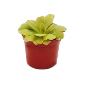 Fleischfressende Pflanze Fettkraut Pinguicula Weser im 9cm Topf.