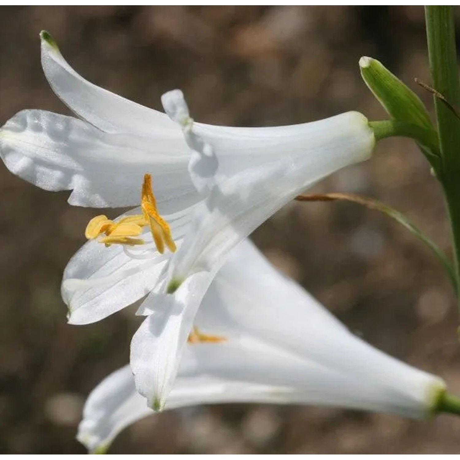 Weiße Paradieslilie - Paradisea,iliastrum