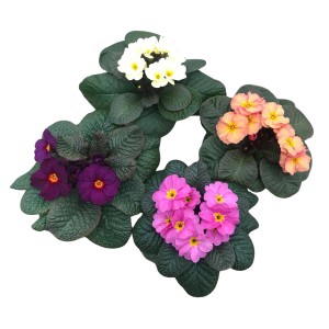 GROW by OBI Primel Obsidian, versch. Farben im Topf, ca. 12cm Ø. Schlüsselblumen für Beet, Balkon & Kübel.