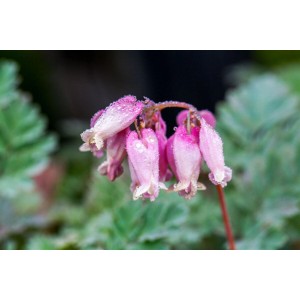 Rosa Tränendes Herz (Dicentra Formosa Luxuriant) im 9x9 cm Topf, Stauden.