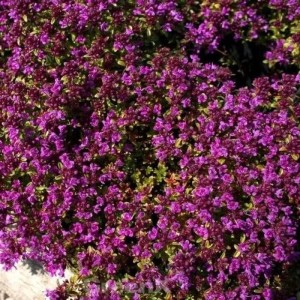 Blühender Teppich-Thymian 'Red Carpet' (Thymus praecox) mit purpurroten Blüten.