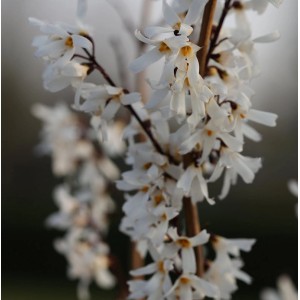 Nahaufnahme der weißen Blüten der Schneeforsythie (Abeliophyllum distichum).