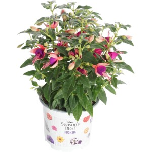 Fuchsie Summer Survivors im Topf, Farbenauswahl. Dekorative Sommerpflanze mit pink-lila Blüten.