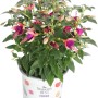 Fuchsie Summer Survivors im Topf, Farbenauswahl. Dekorative Sommerpflanze mit pink-lila Blüten.