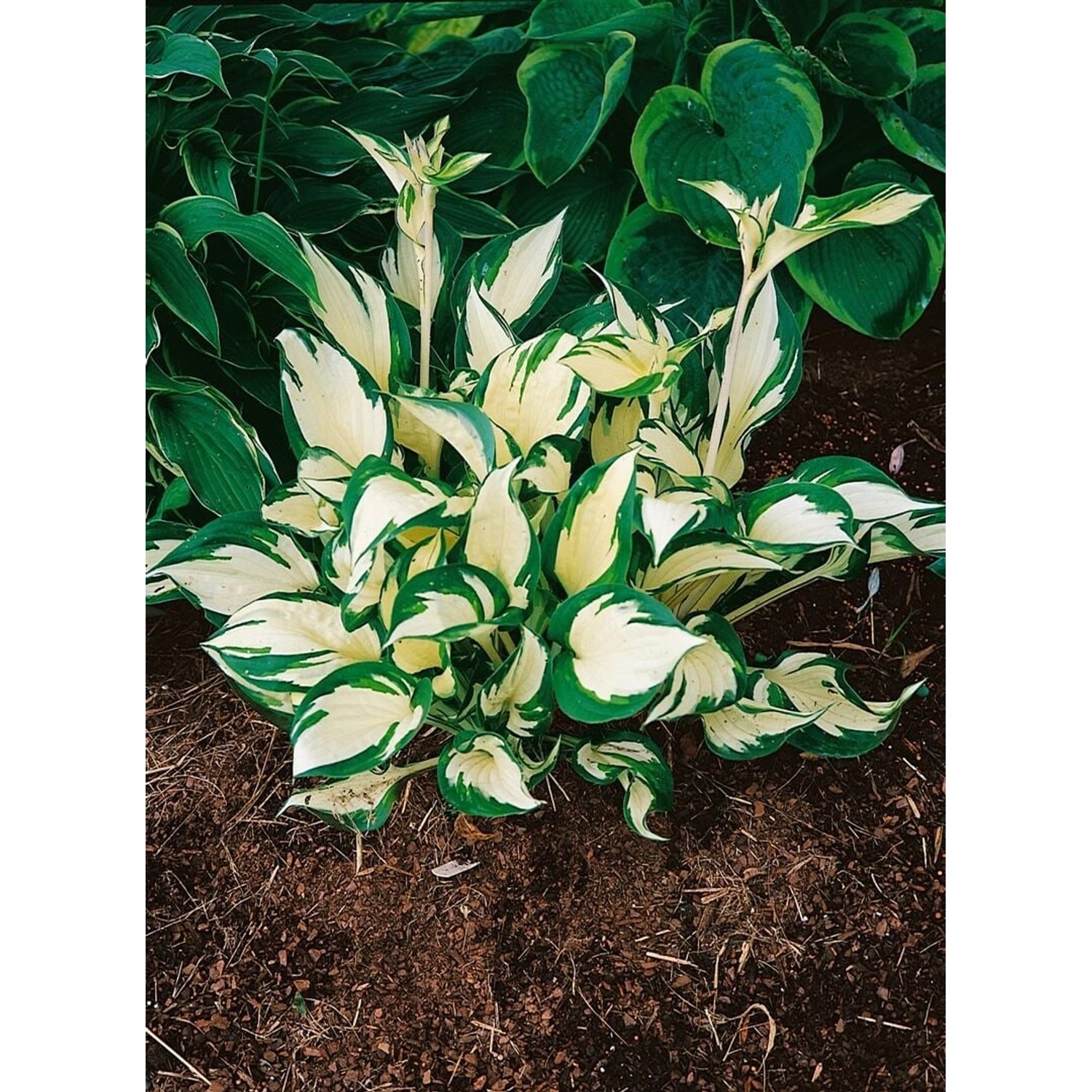 Hosta X Tardiana June Blaublattfunkie Ca. 11x11 cm Topf günstig online kaufen