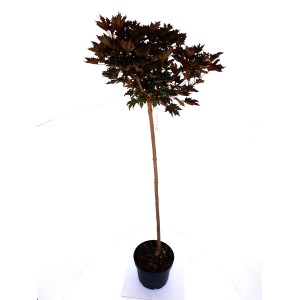 Rotblättriger Kugel-Ahorn (Acer Crimson Sentry) als Stämmchen im Topf, ca. 180-190cm hoch.