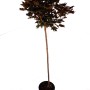 Rotblättriger Kugel-Ahorn (Acer Crimson Sentry) als Stämmchen im Topf, ca. 180-190cm hoch.