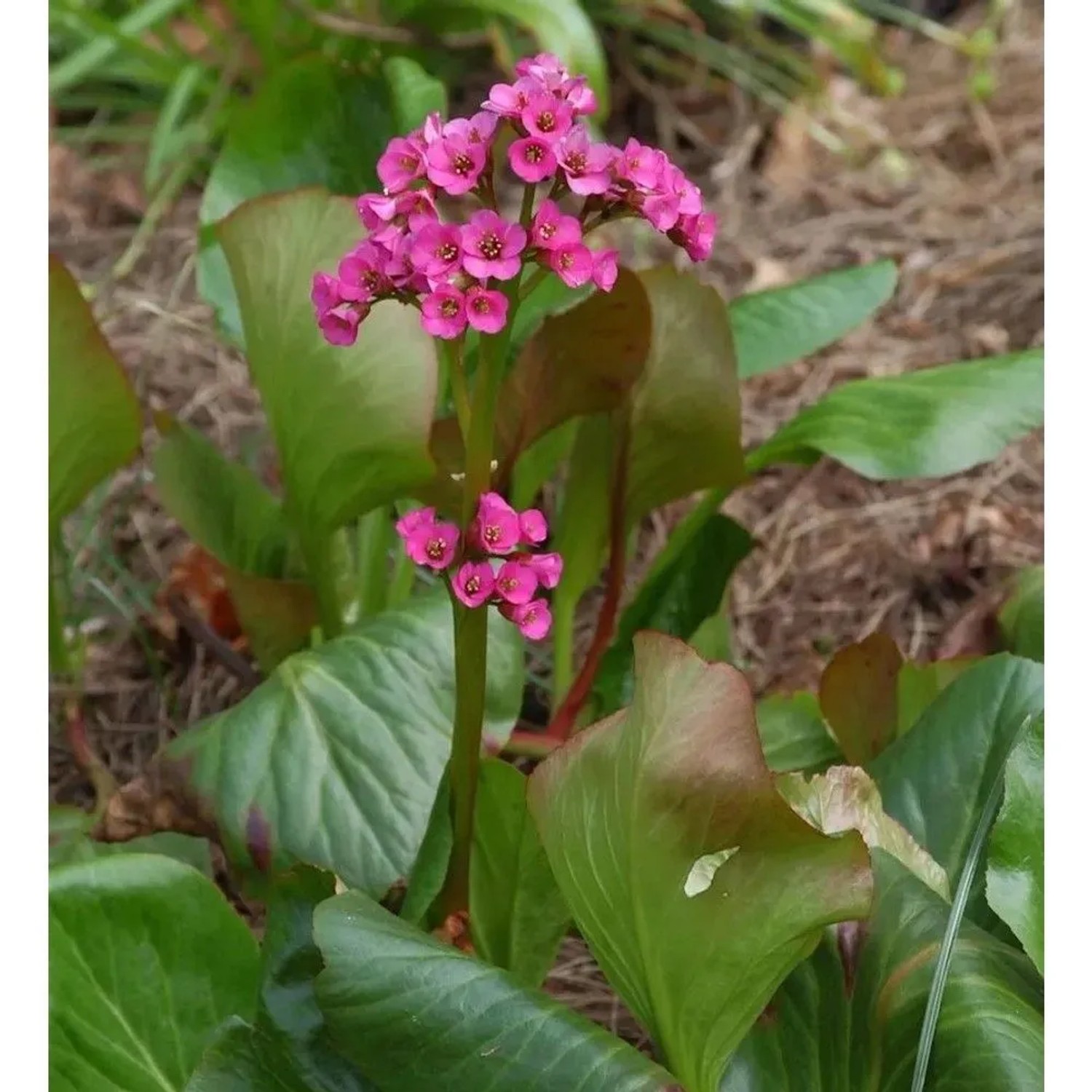 Bergenie Rote Schwester - Bergenia cordifolia