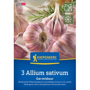 Kiepenkerl Winterknoblauch Germidour, violette Steckzwiebeln, 3 Stück.