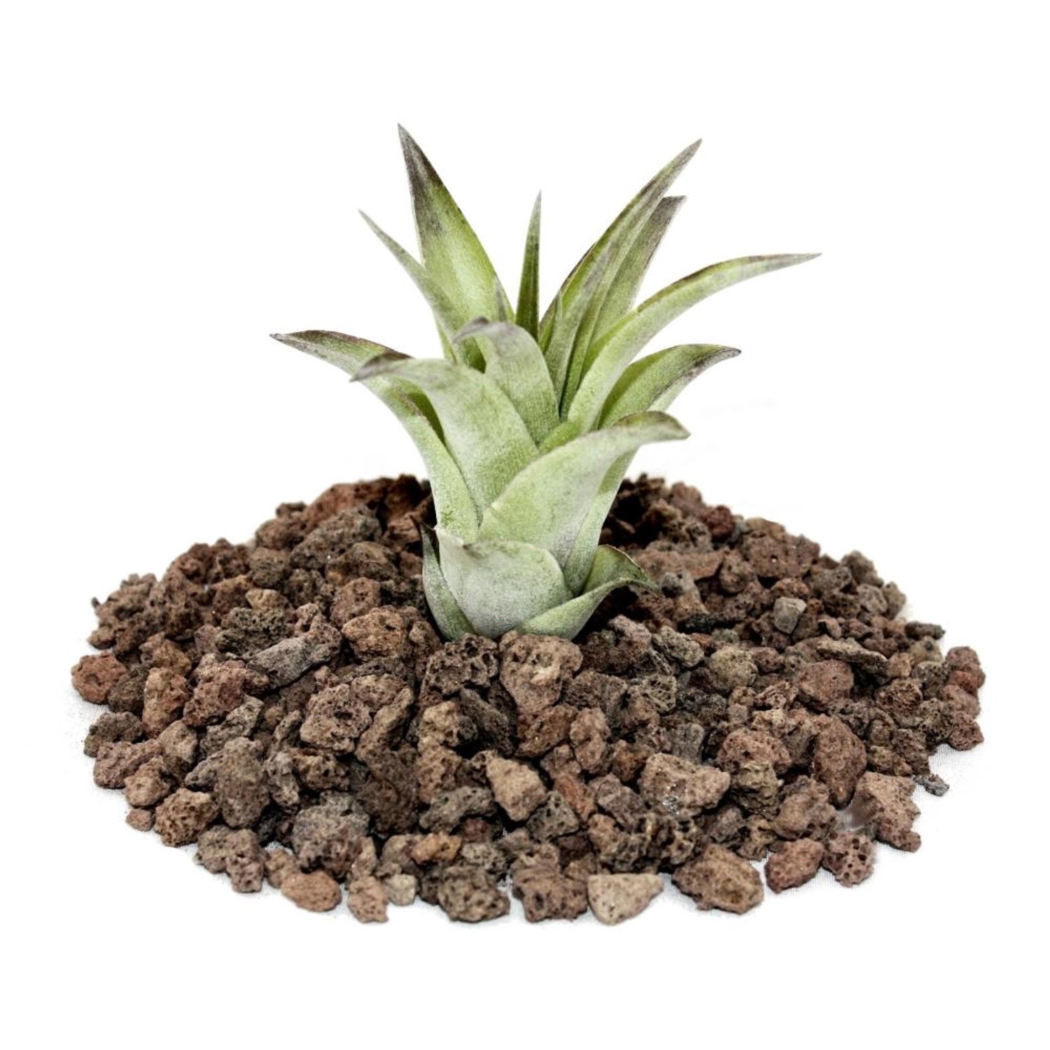 Exotenherz Tillandsia Brachycaulos Mutliflora Lose Pflanze Klein günstig online kaufen