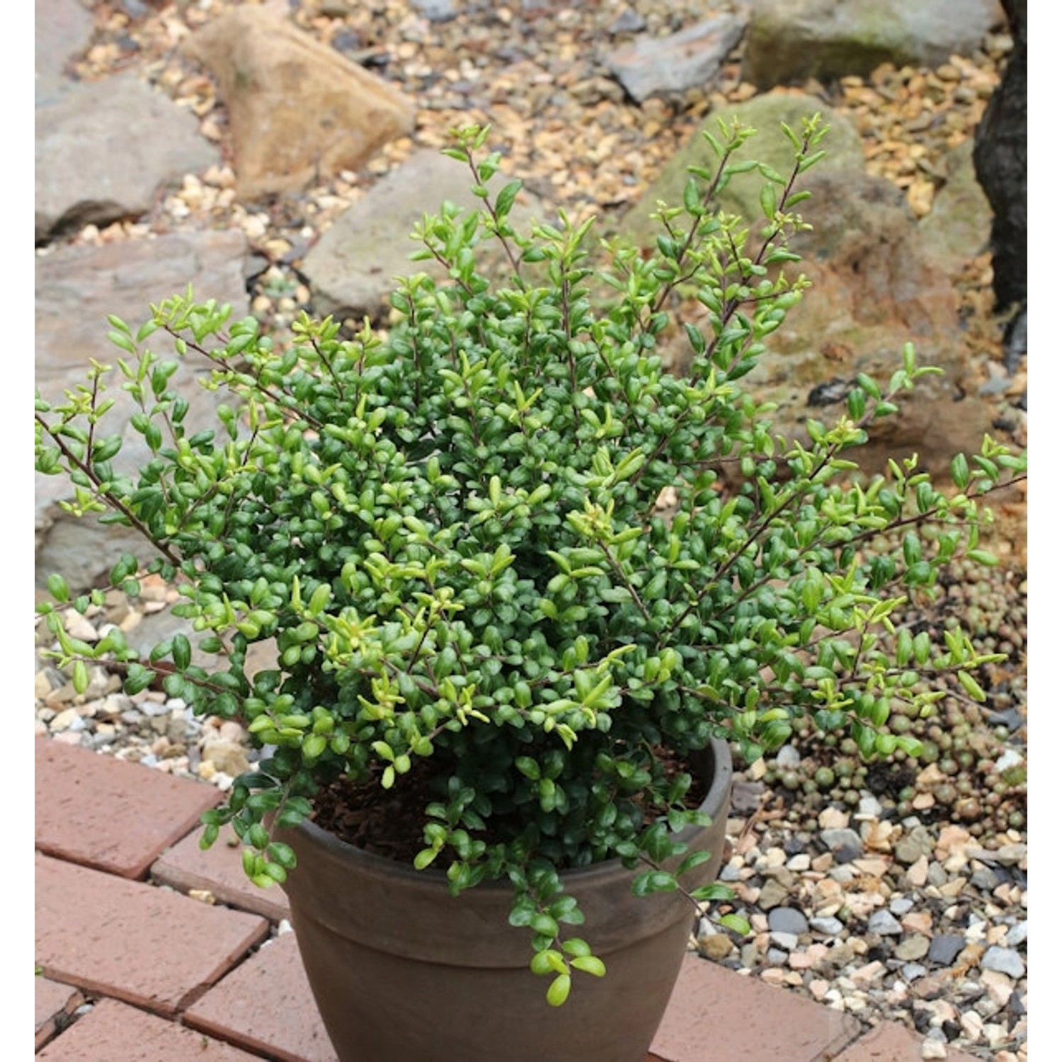 Löffel Ilex Stechpalme 25-30cm - ilex crenata günstig online kaufen