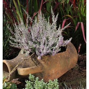 10er-Set Besenheide Silver Knight (Calluna vulgaris) im Topf, silbrige Blätter, violette Blüten.