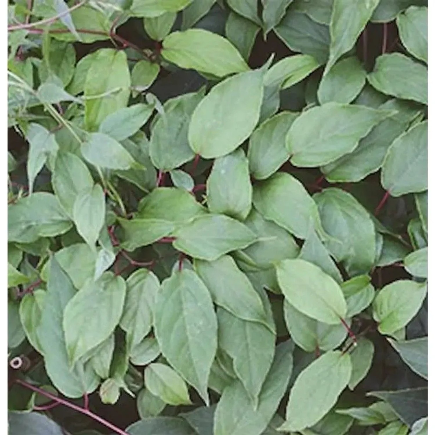 Männliche Kiwi Kens Red 60-80cm - Actinidia arguta