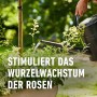 Gießen von Rosen mit Compo Rosendünger für Wachstum und Widerstandskraft.