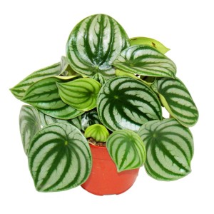Exotenherz Peperomia Argyreia Watermelon im 12cm Topf, Wassermelonenzwergpfeffer mit runden, gestreiften Blättern.