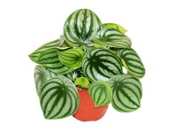 Pilea Peperomioides - Glückstaler Pflanze Im 11cm Topf, Ca. 15-25cm Hoch