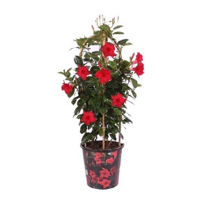 GROW by OBI Dipladenie mit roten Blüten am Doppelbogen im Topf, ca. 100 cm hoch.
