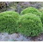 Grüne Bubikopf Lebensbäume (Thuja occidentalis) Mr Bowling Ball im Garten.