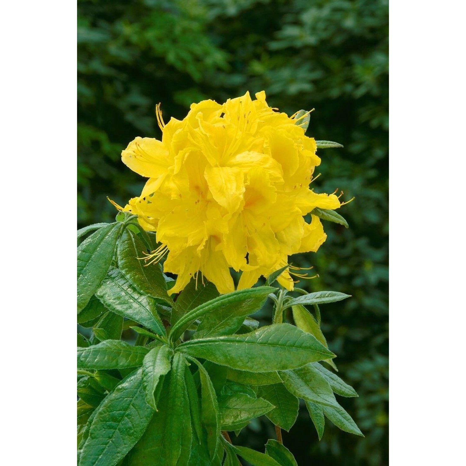 Rhododendron Luteum Goldstück Gelb 30–40 cm günstig online kaufen