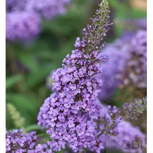 Nahaufnahme des Sommerflieder Ellens Blue mit lilafarbenen Blüten.