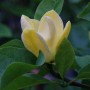 Gelbe Blüte der Magnolie Blue Opal (Magnolia acuminata) im Detail.