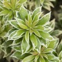 Nahaufnahme der Japanischen Lavendelheide 'Variegata' mit grün-weiß panaschierten Blättern.