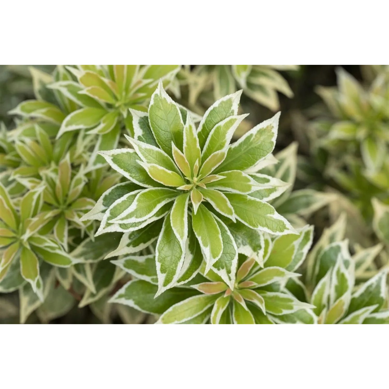 Nahaufnahme der Japanischen Lavendelheide 'Variegata' mit grün-weiß panaschierten Blättern.