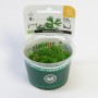 Dennerle Aquariumpflanze Ranunculus inundatus im In-Vitro Becher, Detailaufnahme der grünen Blätter.
