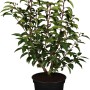 Portugiesischer Kirschlorbeer Angustifolia im Topf, ca. 50-60cm hoch, immergrün.