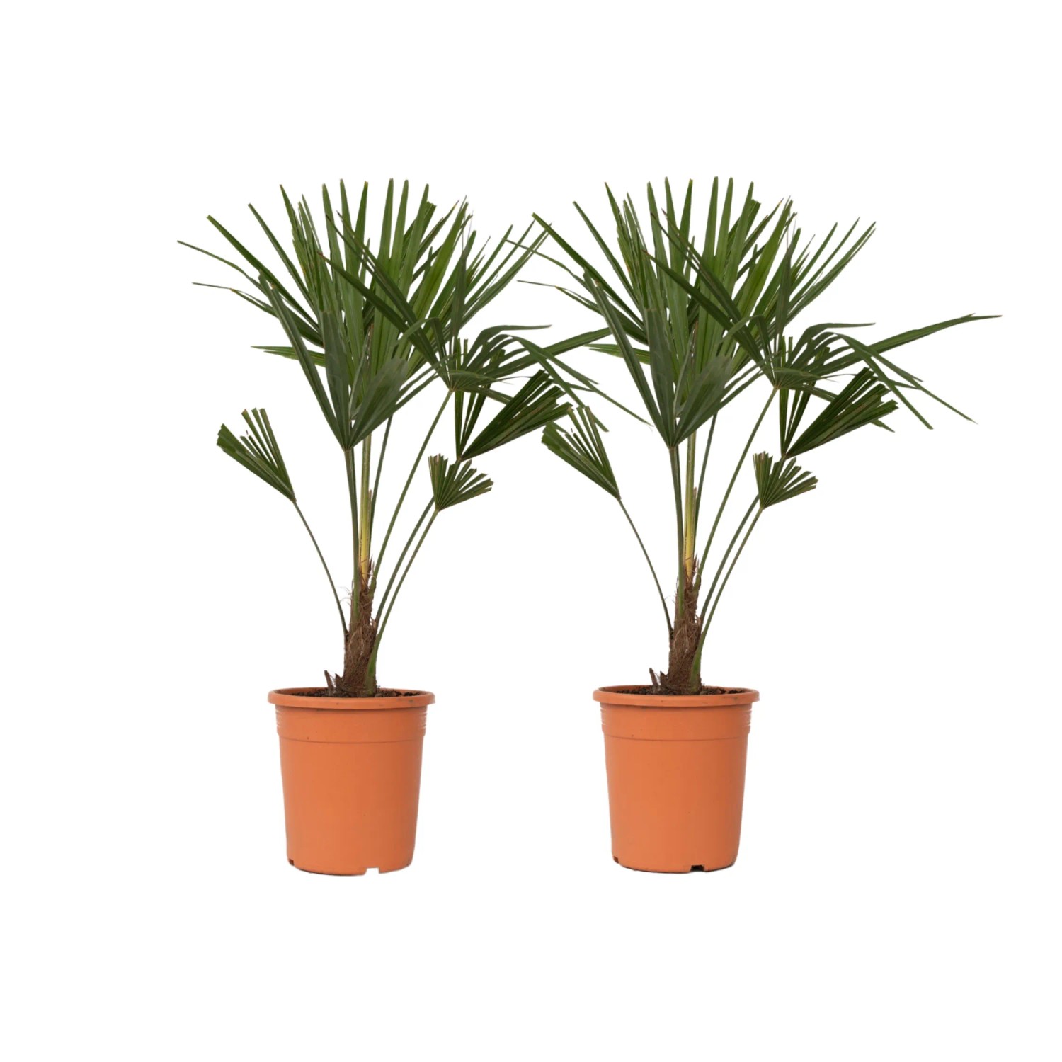 Plant In A Box Chinesische Hanfpalmen X2 Trachycarpus Fortunei Höhe 65cm Ø21 Grün