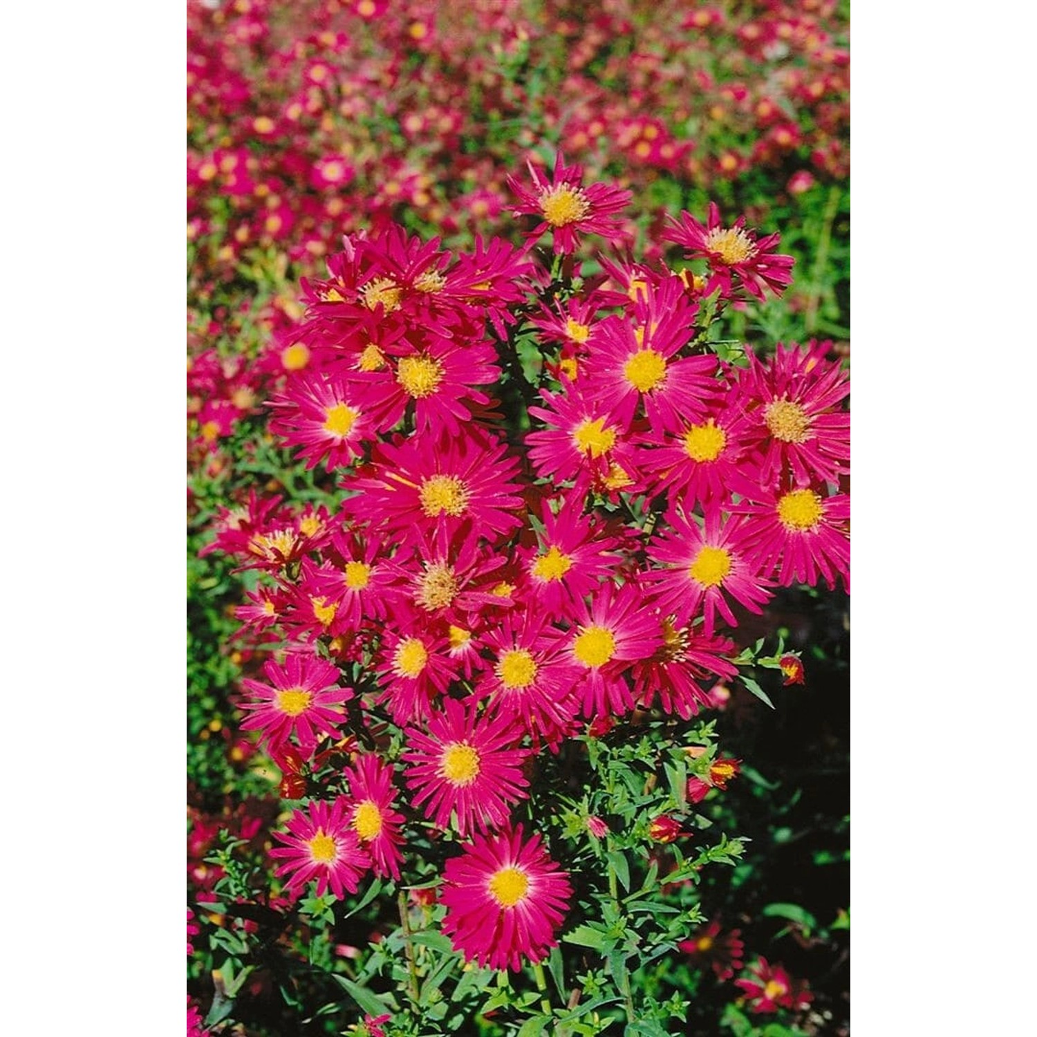 Aster Novi-belgii Crimson Brocade Glattblattaster Ca. 9x9 cm Topf günstig online kaufen