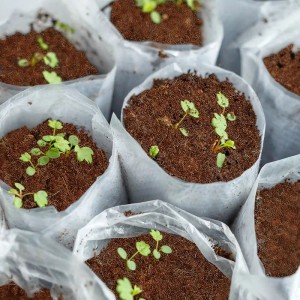 Anzucht mit KARAT Kokoserde in transparenten Beuteln. Blumenerde für gesunde Pflanzen.