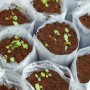 Anzucht mit KARAT Kokoserde in transparenten Beuteln. Blumenerde für gesunde Pflanzen.