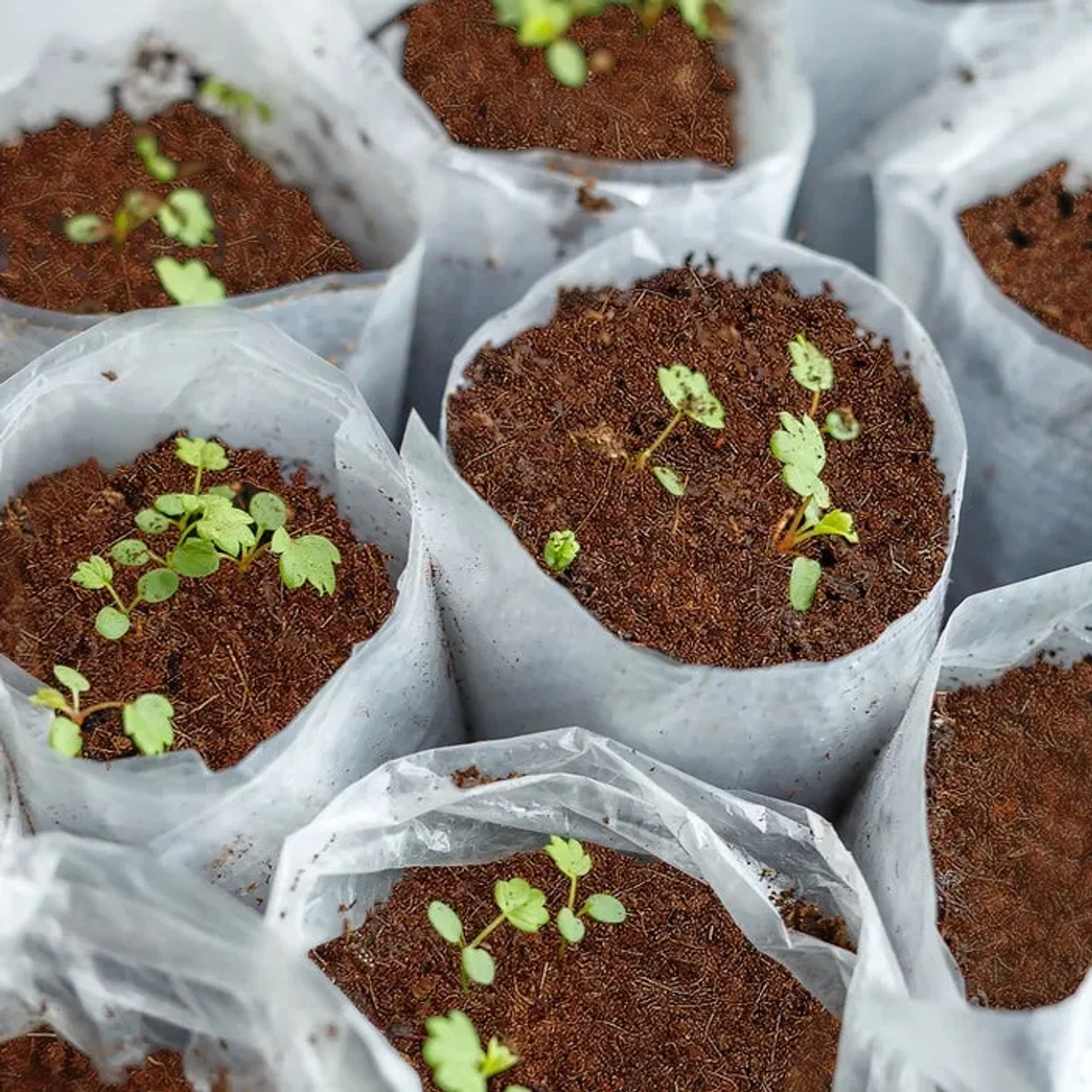 Anzucht mit KARAT Kokoserde in transparenten Beuteln. Blumenerde für gesunde Pflanzen.