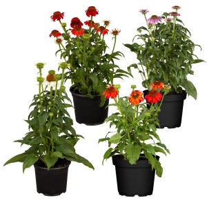 Verschiedenfarbiger Sonnenhut (Echinacea purpurea) im Topf, Sortenauswahl.