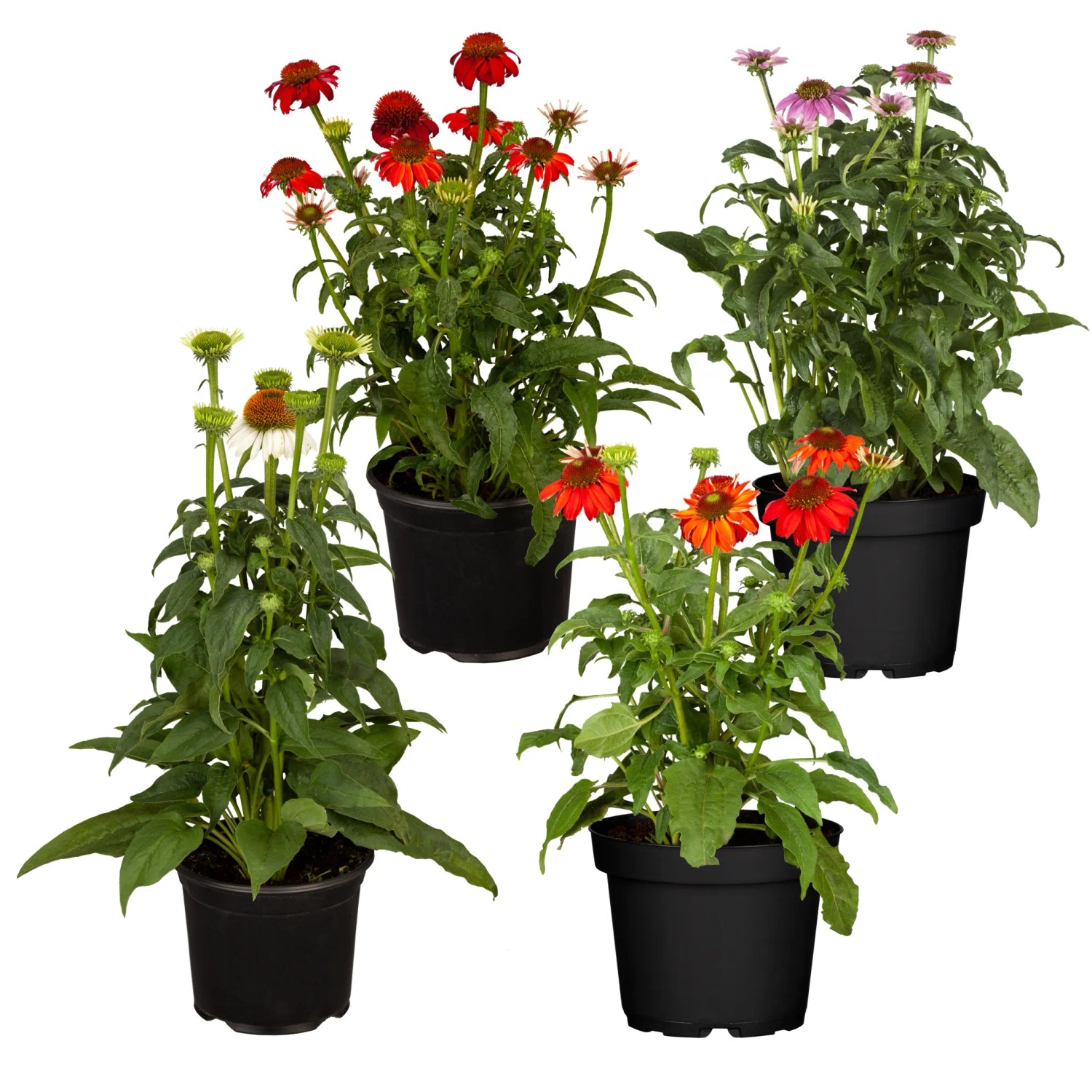 Verschiedenfarbiger Sonnenhut (Echinacea purpurea) im Topf, Sortenauswahl.