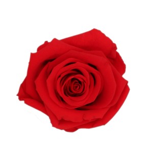 Nahaufnahme einer einzelnen, roten Rose. Teil einer Rosenbox.