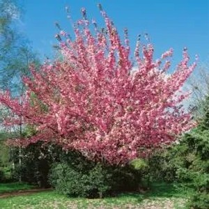 Japanische Nelkenkirsche (Prunus Kanzan) als blühendes Stämmchen im Garten.