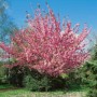 Japanische Nelkenkirsche (Prunus Kanzan) als blühendes Stämmchen im Garten.