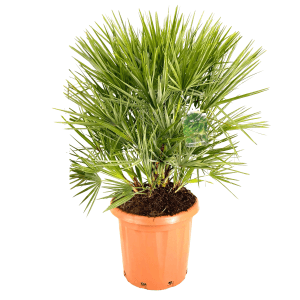 GROW by OBI Zwergpalme (Chamaerops humilis) im Topf, ca. 60-80 cm hoch.