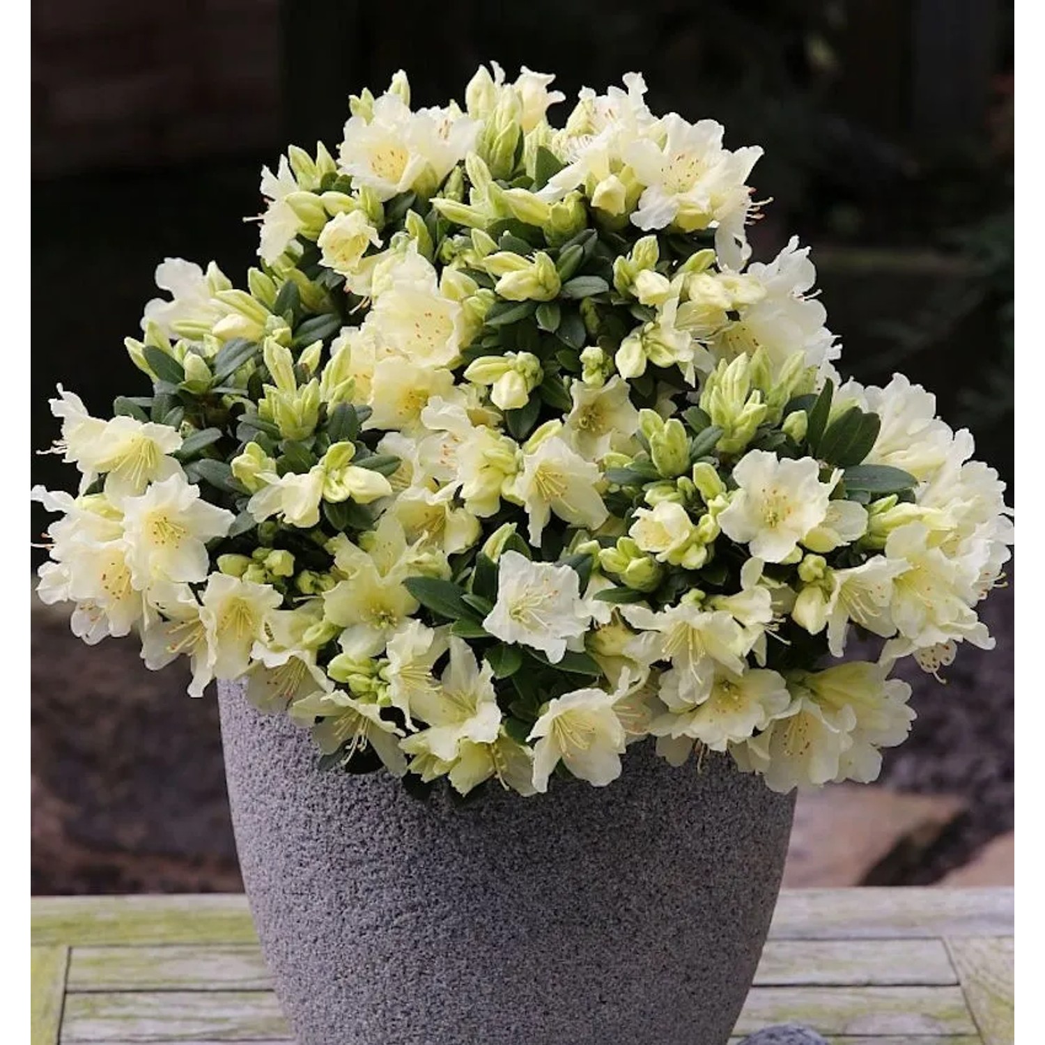 Zwerg Wild Alpenrose Patty Bee 15-20cm - Rhododendron keiskei