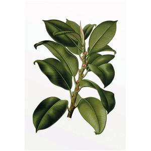 Komar Wandbild Elastica Tree, 50x70 cm, zeigt einen detailreichen Ficus Gummibaum auf weißem Hintergrund.