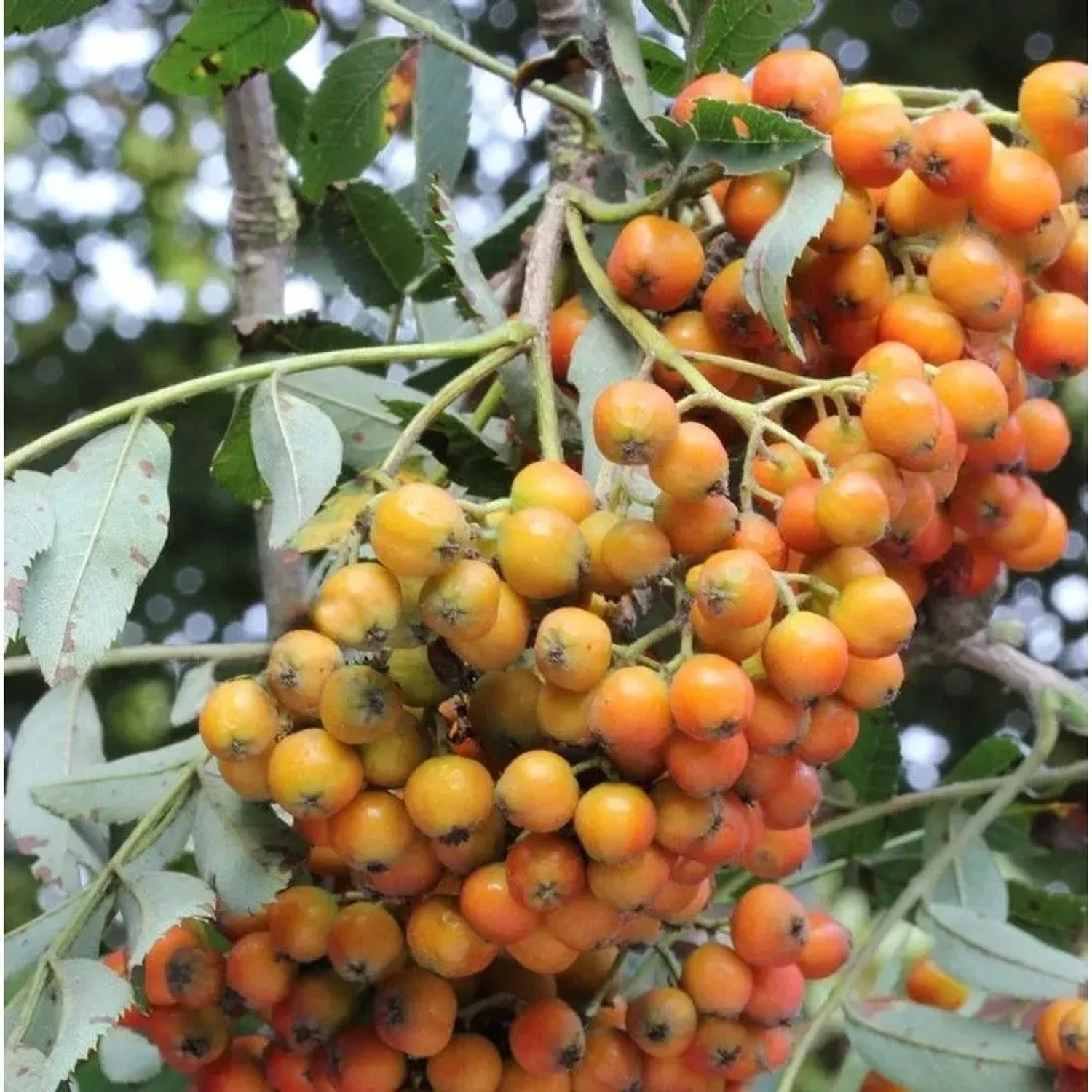 Mährische Eberesche Autumn Spire 125-150cm - Sorbus aucuparia