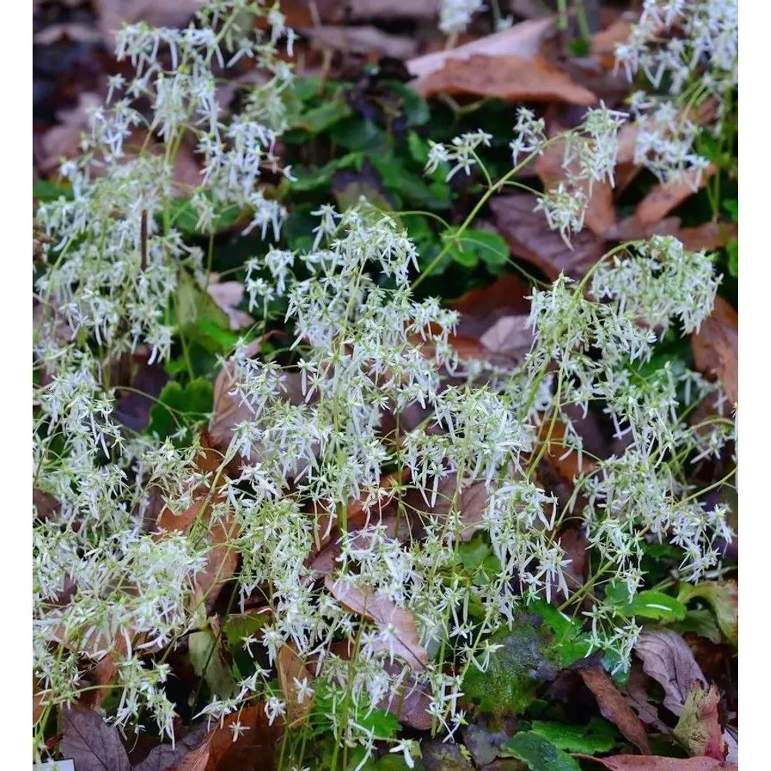 Steinbrech Wada - Saxifraga cortusifolia