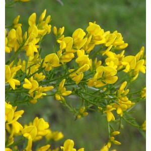 Nahaufnahme des blühenden Stein Ginsters (Genista lydia) mit leuchtend gelben Blüten.