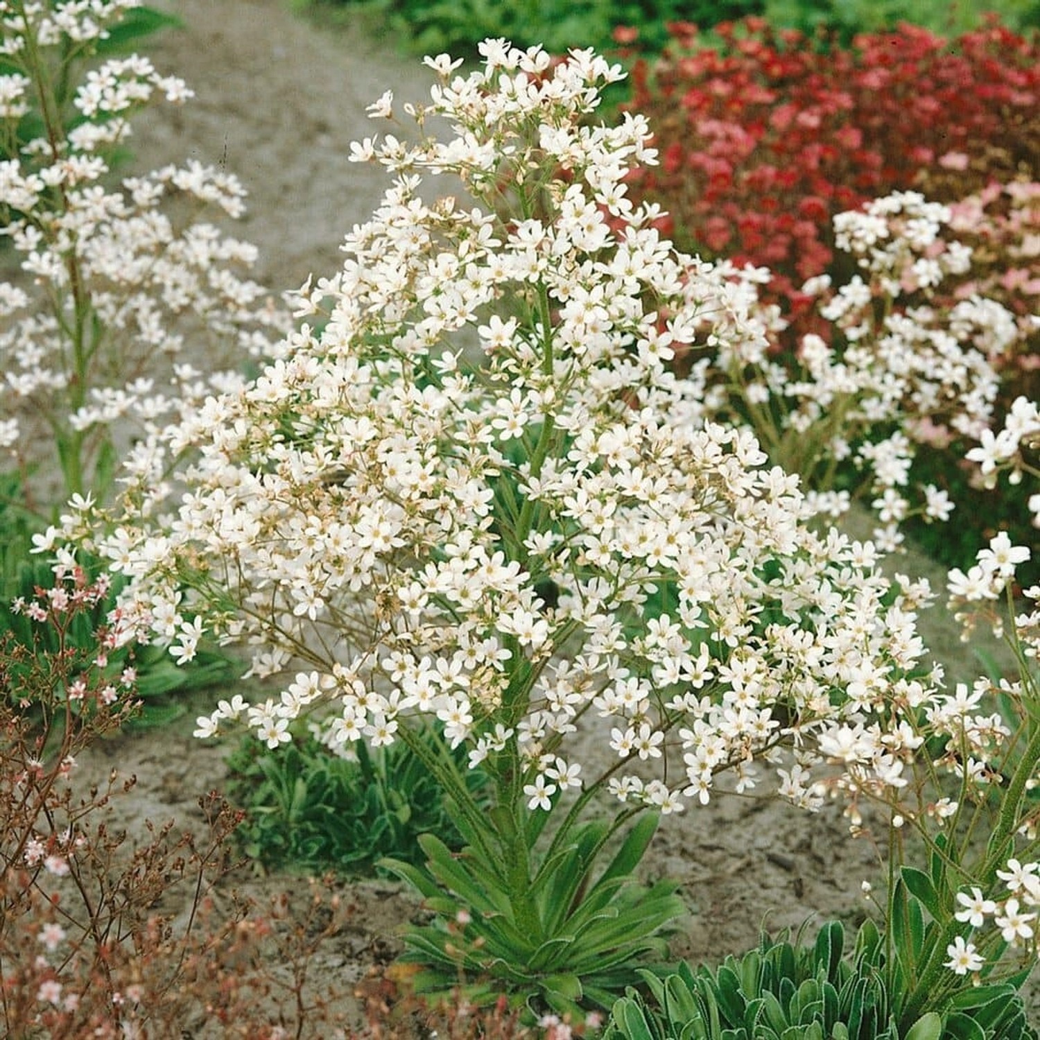 Saxifraga Cotyledon Steinbrech Ca. 9x9 cm Topf günstig online kaufen
